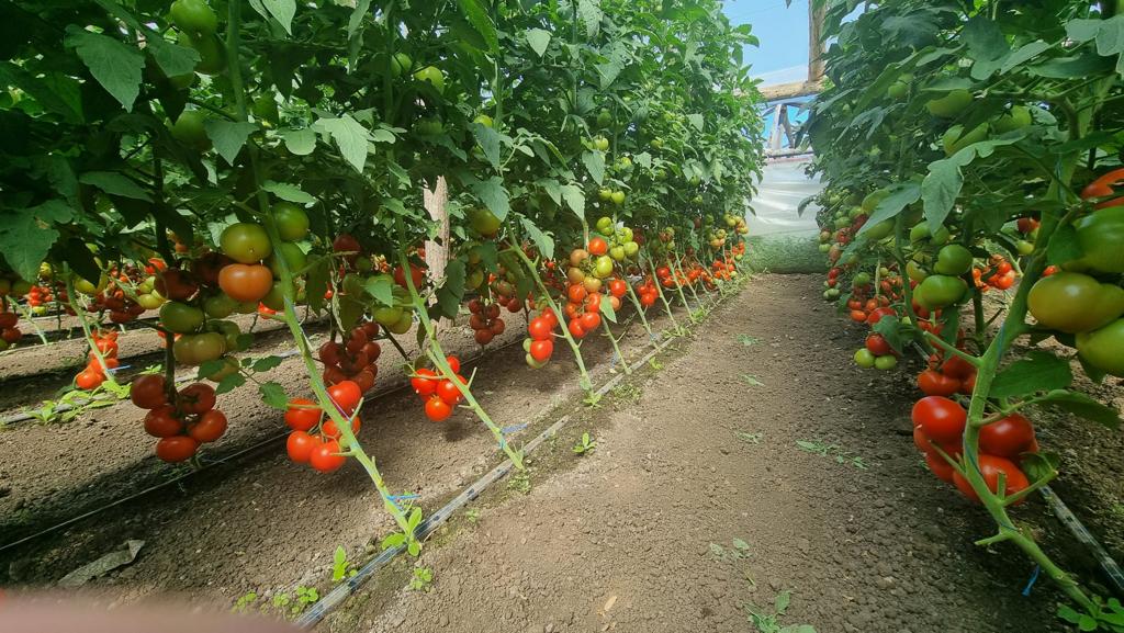 ecoplant-tomatele-paronema-f1-04