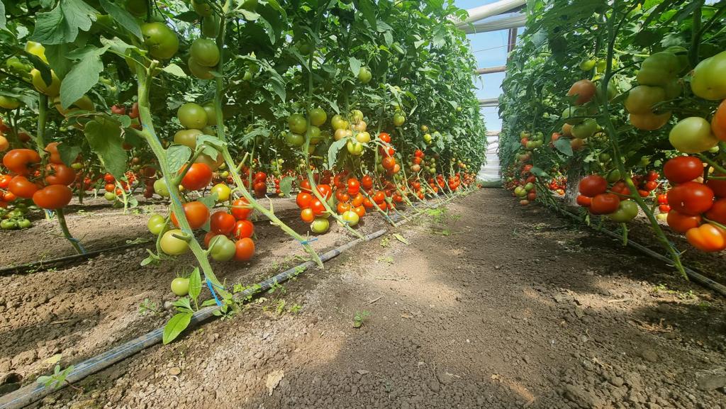 ecoplant-tomatele-paronema-f1-06