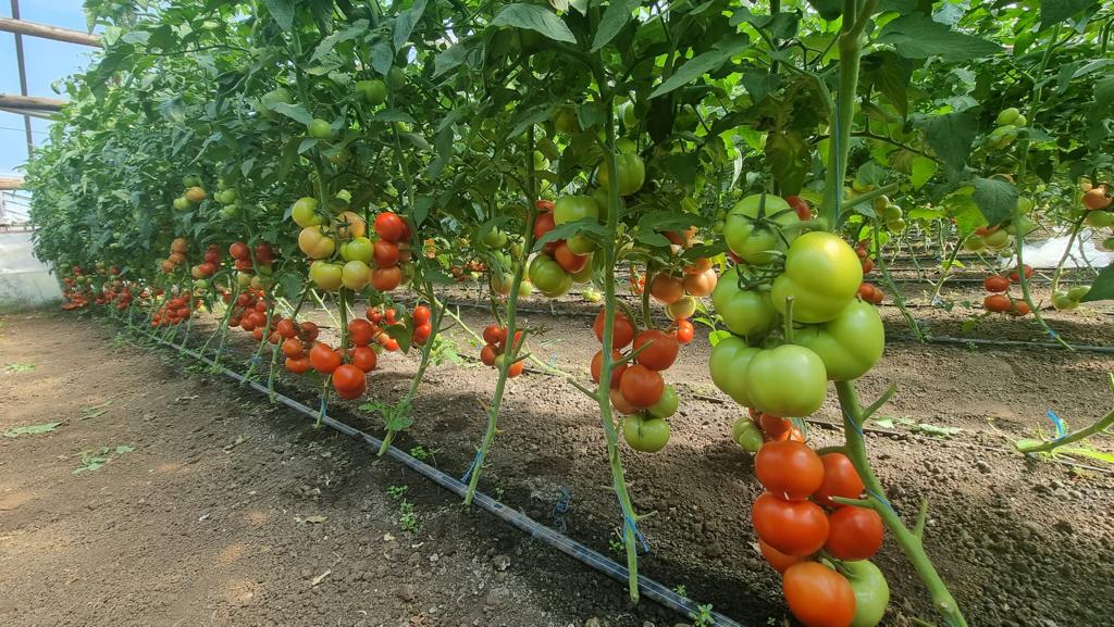 ecoplant-tomatele-paronema-f1-07